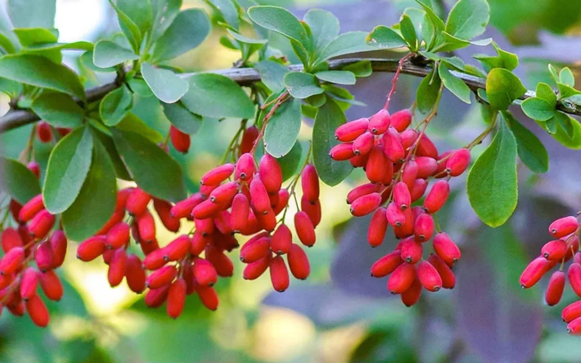 berberine type 2 diabetes